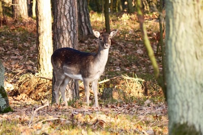 Brown and white deer in the forest
